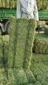 PREMIUM  ALFALFA  Hey 